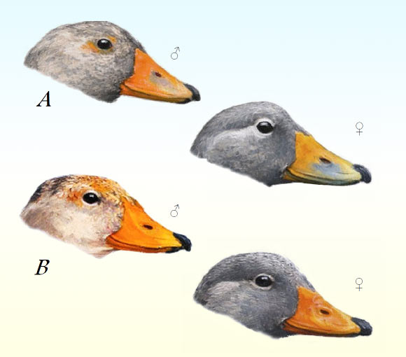 Detail of the color pattern of the bill in adult specimens of the Chiloe steamerduck (A) and the Magellanic steamerduck (B). Image credit: Bernabé López-Lanús & Mariano Costa.