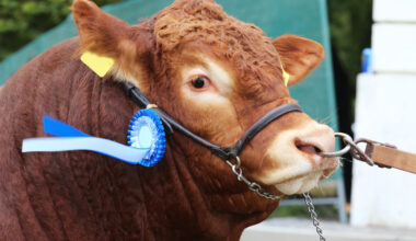 Post-study visa fee doubles as Australia battles ‘integrity risks’