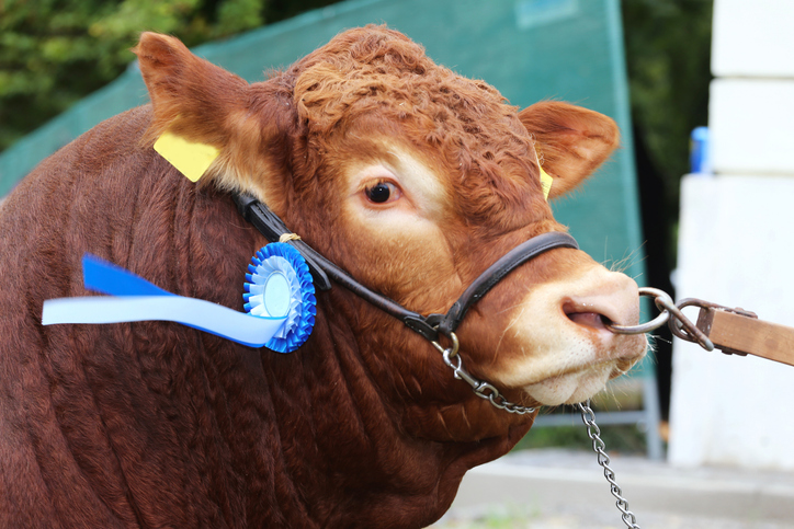 Post-study visa fee doubles as Australia battles ‘integrity risks’