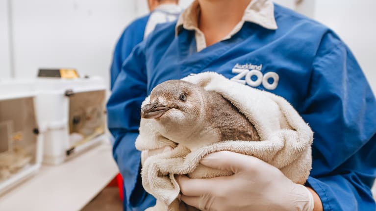 Kororā receiving care from Auckland Zoo