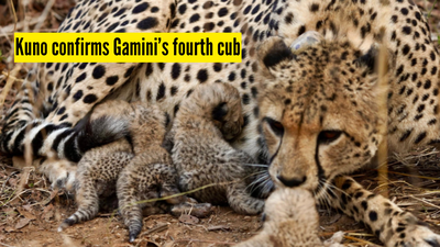 Kuno National Park confirms Gamini’s fourth cub after intensive monitoring; marking another milestone for Project Cheetah