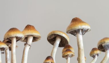 Scientists Pump the Brakes on Psychedelic Antidepressant Hype