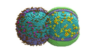 Digital Twin of a Cell Tracks Its Entire Life Cycle Down to the Nanoscale