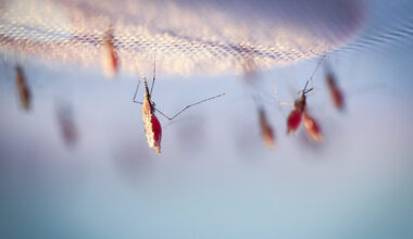 Early clinical results deliver encouraging milestone for malaria drug candidate  