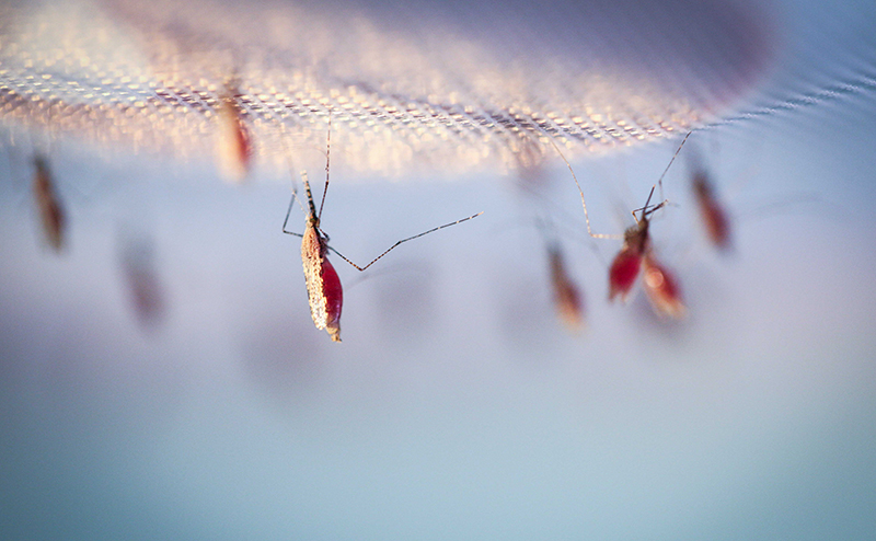 Early clinical results deliver encouraging milestone for malaria drug candidate  