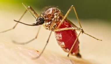 Skin Immunity May Unlock Dengue Defense: Study