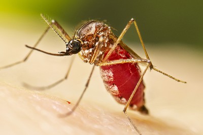 Skin Immunity May Unlock Dengue Defense: Study