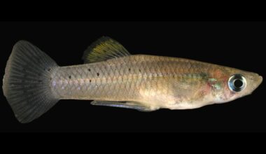 Female Resistance Fuels Mosquitofish Diversity