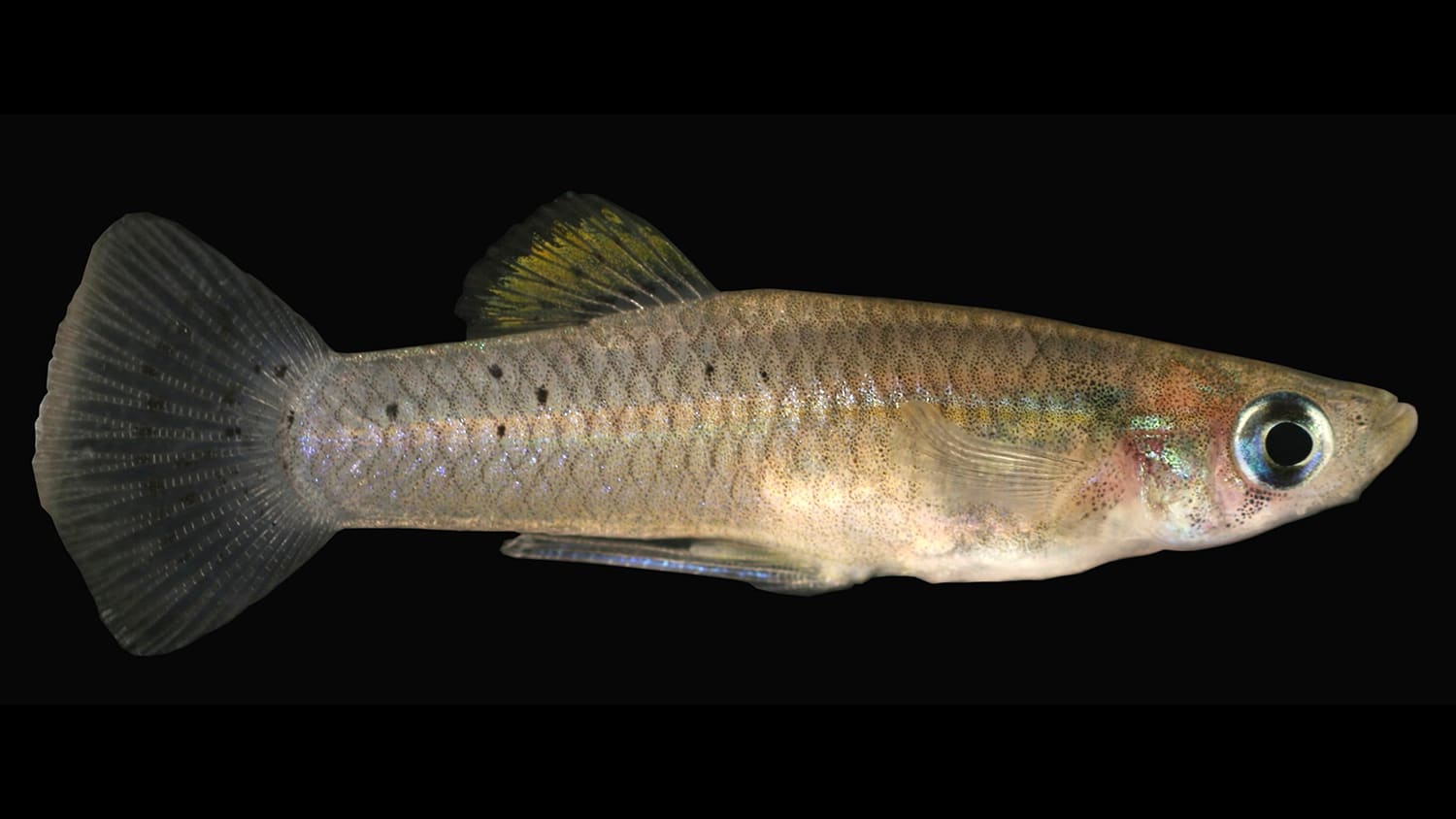 Female Resistance Fuels Mosquitofish Diversity