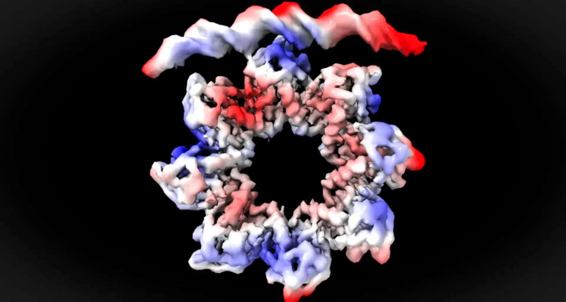 A donut-shaped protein breaks apart to start bacterial cell division