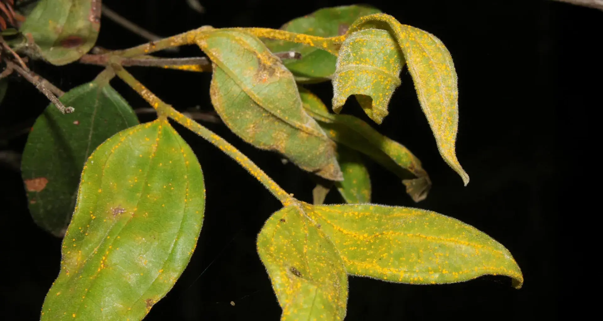 Scientists warn Australia’s “zombie tree” could vanish within a generation