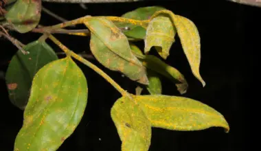 Scientists warn Australia’s “zombie tree” could vanish within a generation