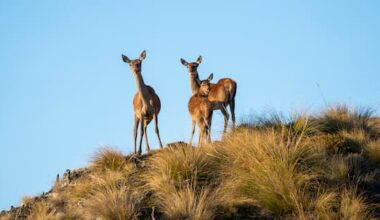 Wild deer increase 'worst it's ever been': Call to involve public