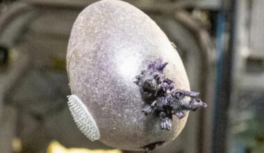 Tentacled growth on ISS spawns online freakout