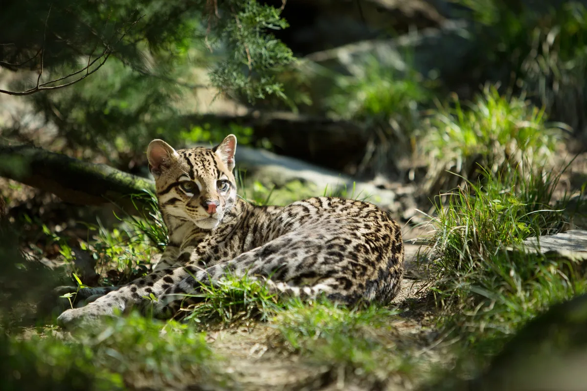 Ocelot