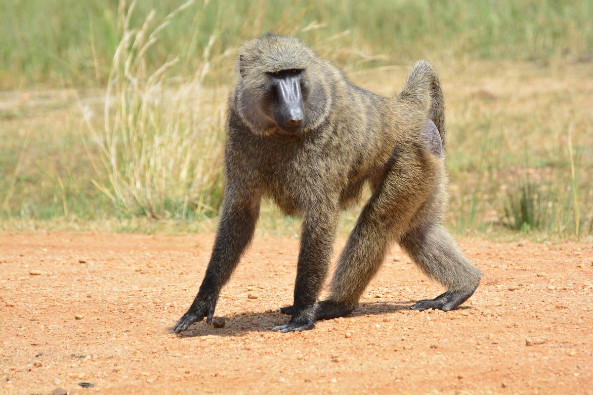 In the wilderness of Murchison Falls National Park