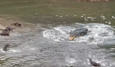 Otters and crocodile have dramatic confrontation at Sungei Buloh Wetland Reserve, Singapore News