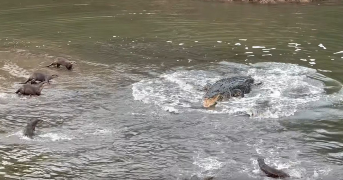 Otters and crocodile have dramatic confrontation at Sungei Buloh Wetland Reserve, Singapore News