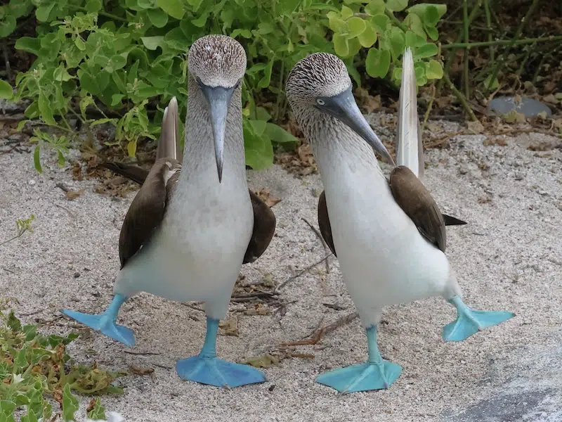 Outtakes From the Nikon Comedy Wildlife Awards