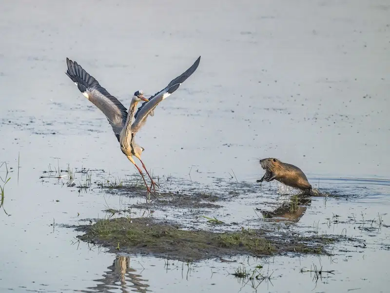 Outtakes From the Nikon Comedy Wildlife Awards