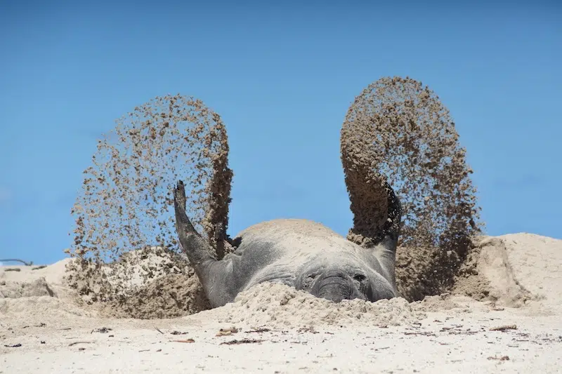 Outtakes From the Nikon Comedy Wildlife Awards