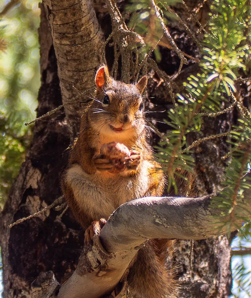 Outtakes From the Nikon Comedy Wildlife Awards