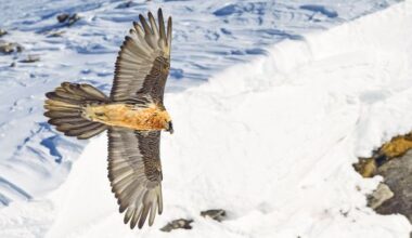 'One of the most successful wildlife comeback stories': The Alps lost its vultures