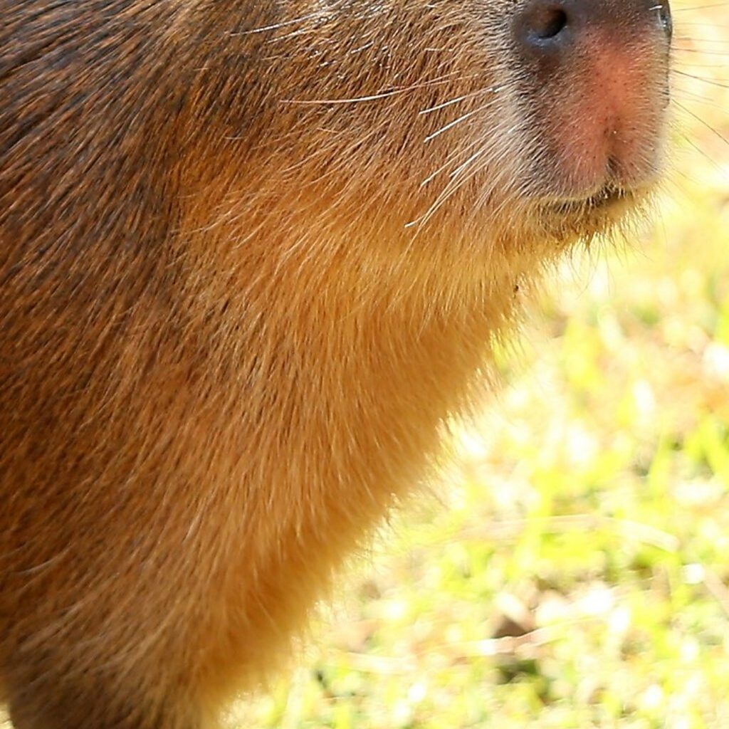 Rundown of Samba the capybara's movements since escape - BBC