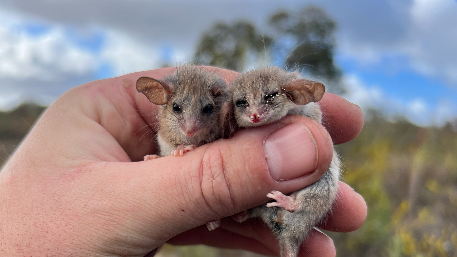 World’s smallest possum may live beyond its known range in Australia