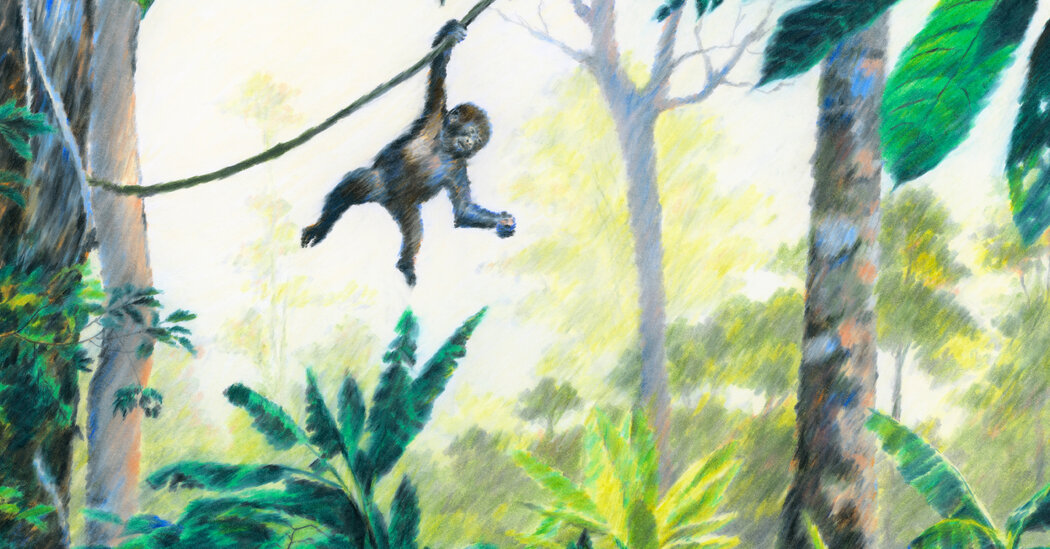 The Quest to Save One Baby Gorilla From Illegal Wildlife Trade