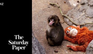 Name the seven-month-old macaque at Ichikawa City Zoo, outside Tokyo, who has found internet fame for his relationship with a stuffed orangutan toy from Ikea. - The Saturday Paper