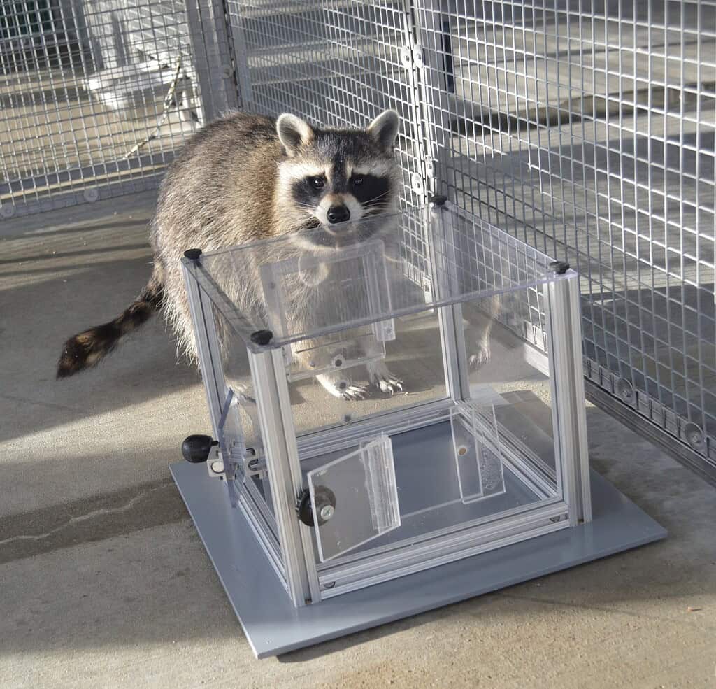 Raccoon inside a transparent enclosure on a concrete surface.