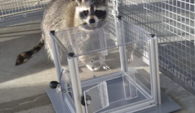 Raccoons Keep Picking Locks Even After They've Eaten the Reward. Scientists Say They Do It to "Forage Information"