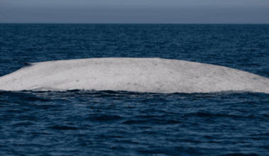 Rare Creature Spotted Off Mexico's Coast A Once In A Lifetime Sighting