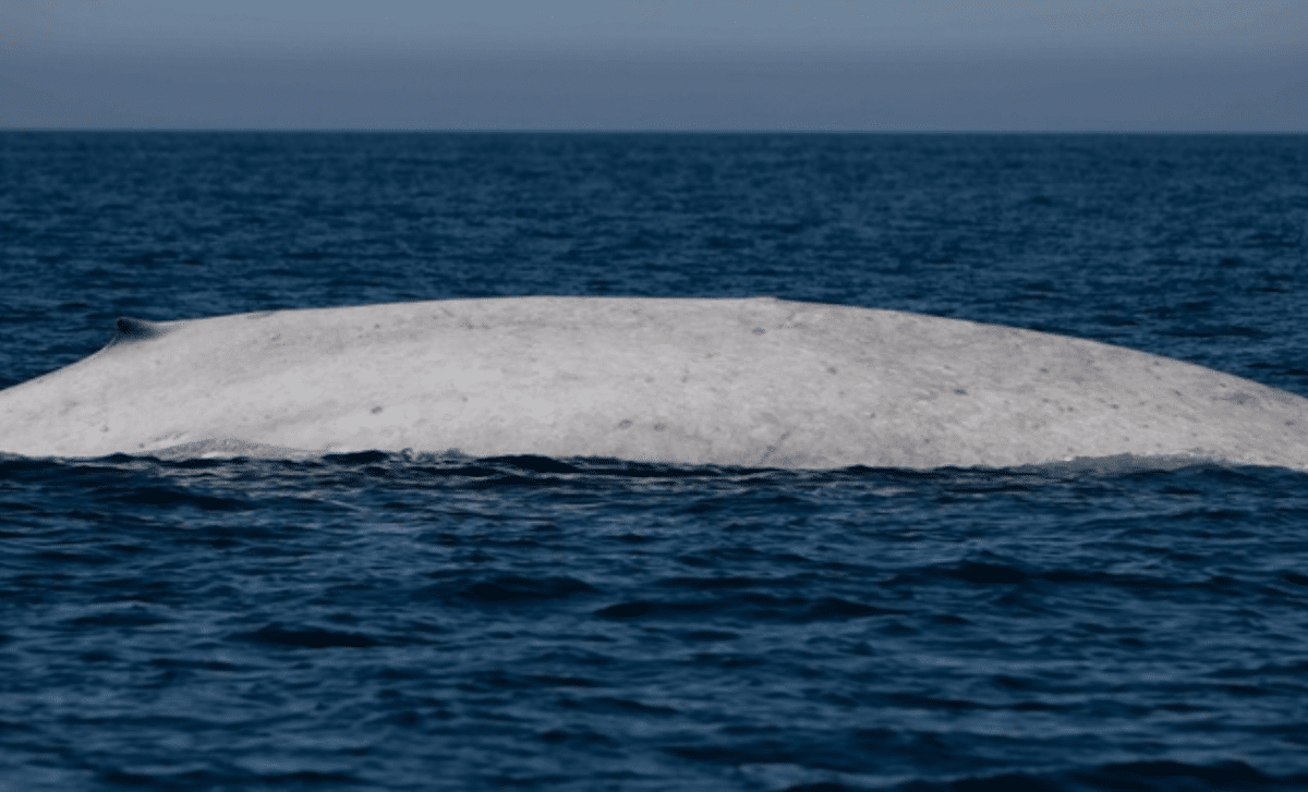 Rare Creature Spotted Off Mexico's Coast A Once In A Lifetime Sighting