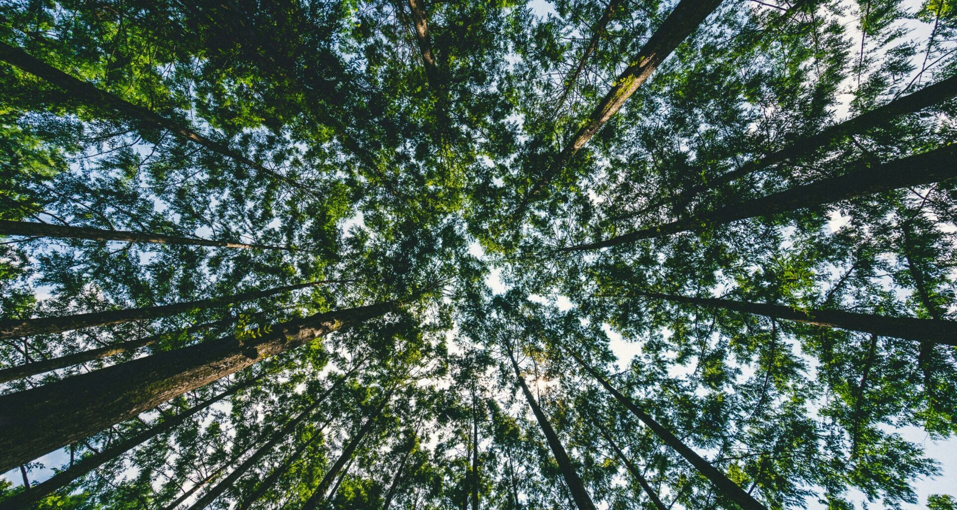 Nature Play WA: Tree Canopy and the Next Generation