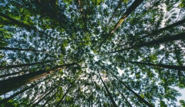 Nature Play WA: Tree Canopy and the Next Generation