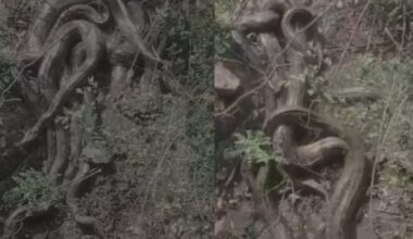 Giant Python Cluster Spotted In Himachal's Kangra, Video Sparks Panic