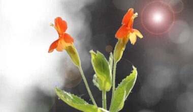 Anthropocene magazine logo