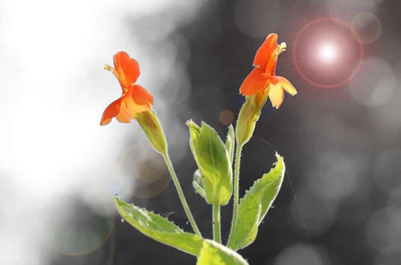 Anthropocene magazine logo