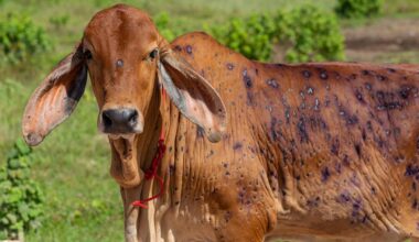 Model maps potential lumpy skin disease gateways to Australia - News