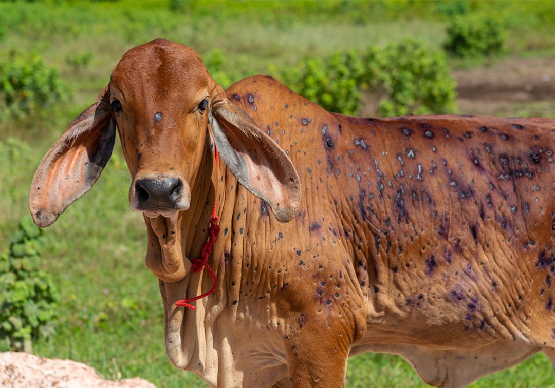 Model maps potential lumpy skin disease gateways to Australia - News