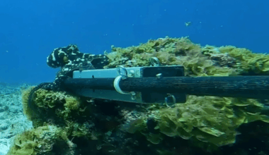 Scientists Dropped A Baited Camera Into The Pacific Seabed And Saw Something No One Expected
