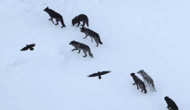 Scientists Follow 69 Ravens Through Yellowstone, And Make An Unexpected Discovery