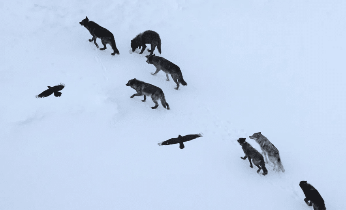Scientists Follow 69 Ravens Through Yellowstone, And Make An Unexpected Discovery