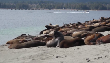 Hundreds of sea lions have taken over a Vancouver Island beach - BC