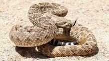 serpientesvenenosas-houston4
