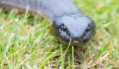 5 Snake-Filled Waters In Tasmania