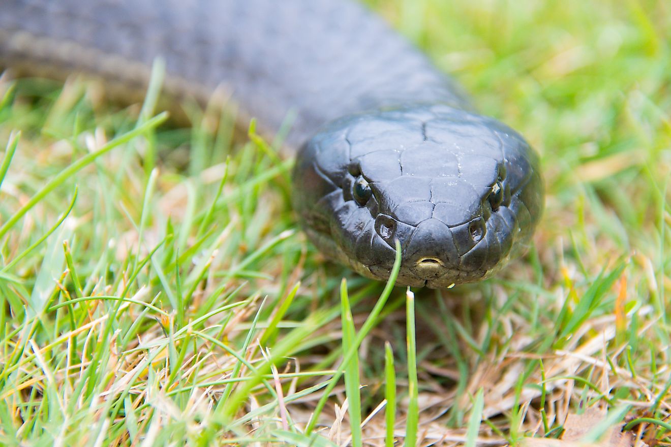 5 Snake-Filled Waters In Tasmania