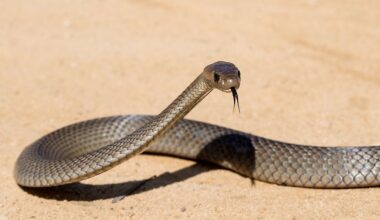 5 Snake-Filled Waters In Victoria